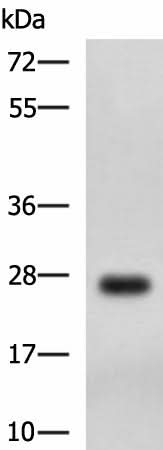 Western blot analysis of MCF7 cell lysate using DHRS2 Polyclonal Antibody at dilution of 1:750