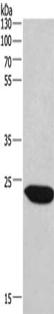 Anti-Human/Mouse CHMP1A Antibody - ABMIUM