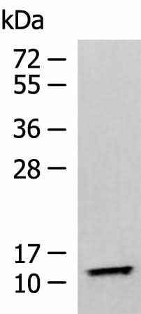 Anti-Human TMEM141 Antibody