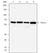 Anti-Human TCF4 Antibody [A730]