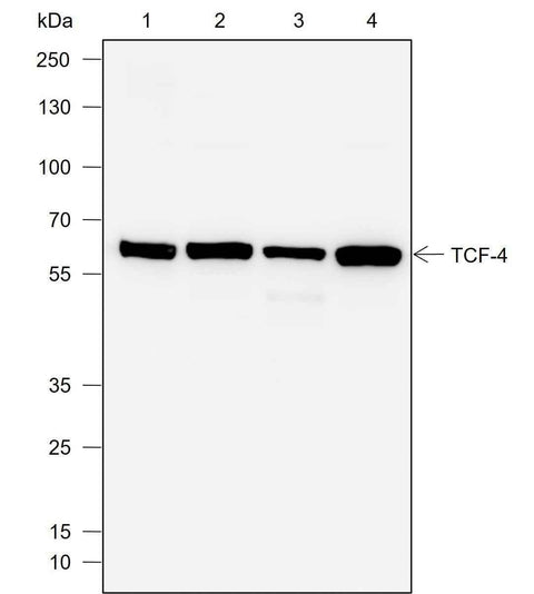 Anti-Human TCF4 Antibody [A730] - ABMIUM