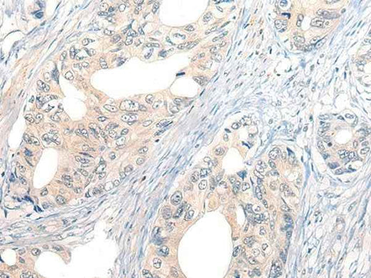 Anti-Human/Mouse NOG Antibody