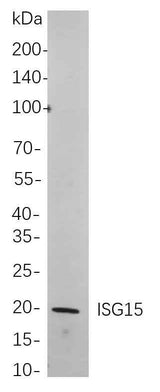 Anti-Human ISG15 Antibody [B742]