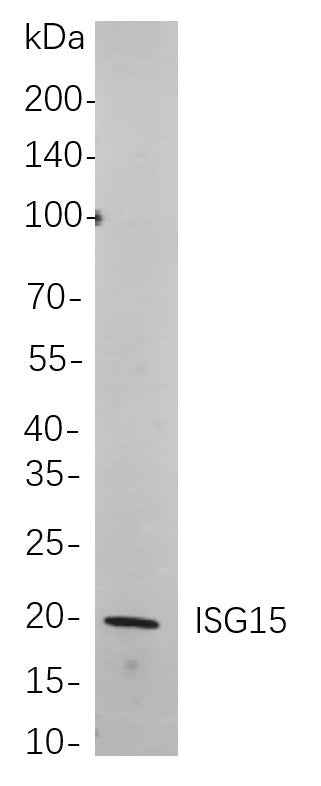 Anti-Human ISG15 Antibody [B742] - ABMIUM