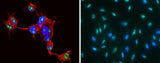 Anti-Human CCNE1 Antibody [A1044]