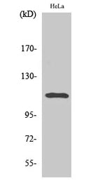 Western Blot analysis of Hela cells with Phospho-Stat2 (Tyr690) Polyclonal Antibody