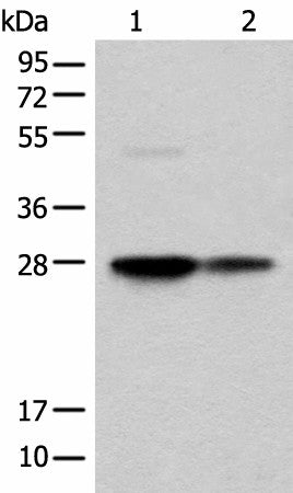 Western blot analysis of HEPG2 and HL-60 cell lysates using COA7 Polyclonal Antibody at dilution of 1:550