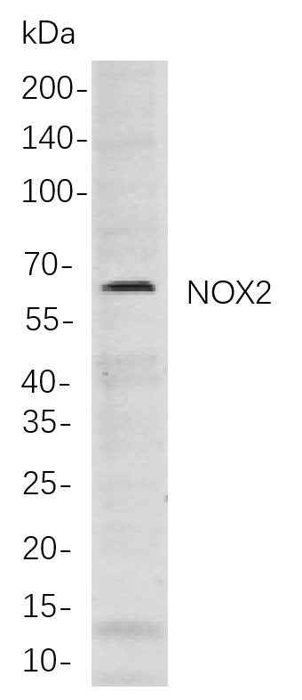 Anti-Human/Mouse/Rat NOX2 Antibody [B860] - ABMIUM