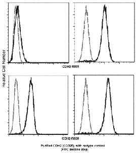 Anti-Human CDH2 Antibody [B210] - ABMIUM
