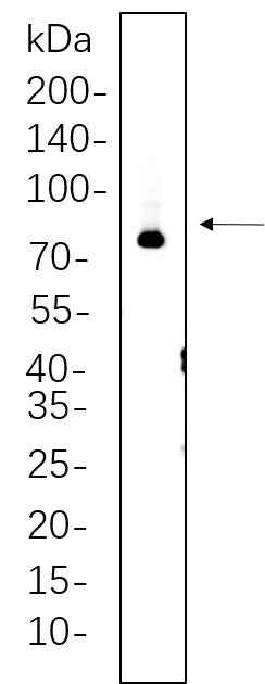 Anti-Human/Mouse/Rat Synapsin I Antibody [B754] - ABMIUM