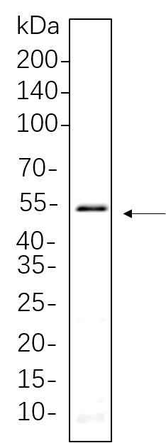 Anti-Human/Mouse/Rat Smad3 Antibody [B1086] - ABMIUM