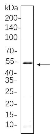 Anti-Human/Mouse/Rat Smad3 Antibody [B1086]