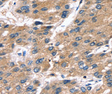 Anti-Human SRGN Antibody - ABMIUM
