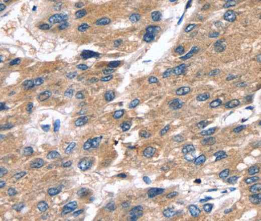 Anti-Human SRGN Antibody