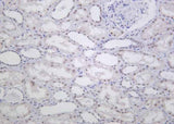 Anti-Human/Mouse/Rat ALKBH5 Antibody [B1018]