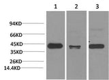 Western Blot analysis of 1) Hela, 2) Mouse brain, 3) Rat brain using TBP Monoclonal Antibody at dilution of 1:2000.