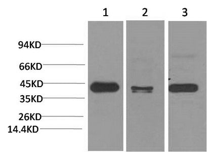 Western Blot analysis of 1) Hela, 2) Mouse brain, 3) Rat brain using TBP Monoclonal Antibody at dilution of 1:2000.