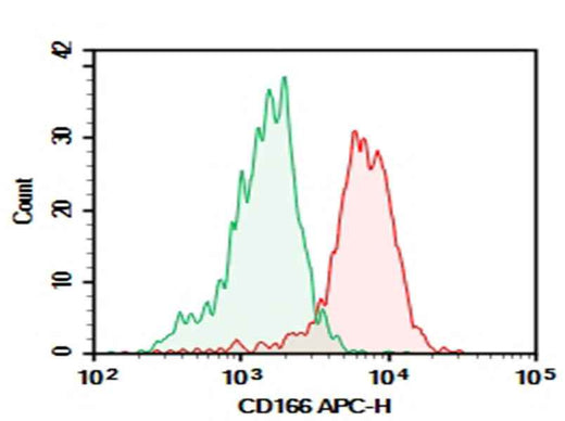 Anti-Human CD166 Antibody [3A6] - ABMIUM