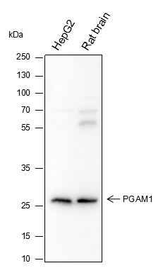 Anti-Human/Rat PGAM1 Antibody [A329]
