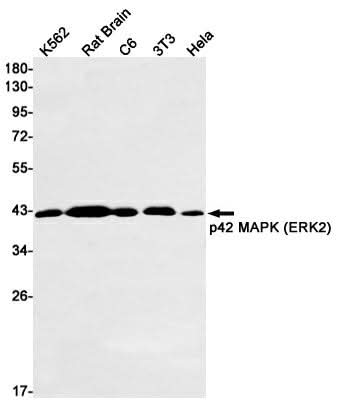 Western blot detection of ERK2 in K562,Rat Brain,C6,3T3,Hela cell lysates using ERK2 Rabbit mAb(1:1000 diluted).Predicted band size:41kDa.Observed band size:41kDa.