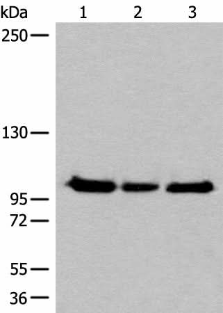 Anti-Human/Mouse/Rat XPO1 Antibody - ABMIUM
