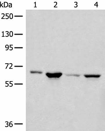 Western blot analysis of 293T PC-3 Hela cell lysates using CDC7 Polyclonal Antibody at dilution of 1:450