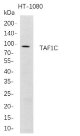 Anti-Human TAF1C Antibody [B706]