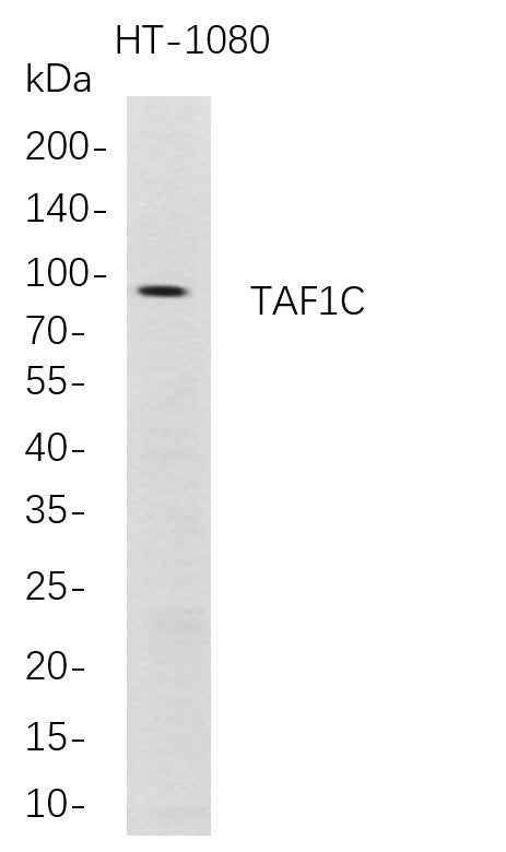 Anti-Human TAF1C Antibody [B706] - ABMIUM