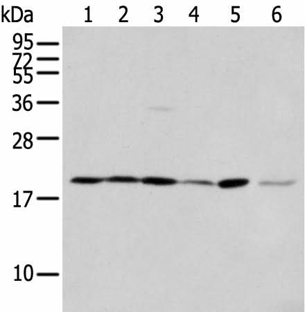 Western blot analysis of 293T cell Hepg2 cell and A431 cell using EEF1E1 Polyclonal Antibody at dilution of 1:400