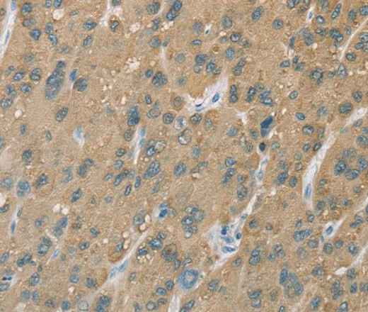 Anti-Human CYP2C9 Antibody