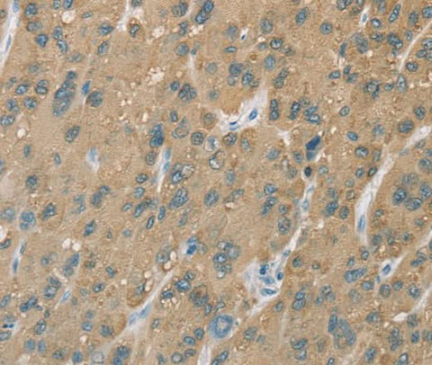 Anti-Human CYP2C9 Antibody - ABMIUM