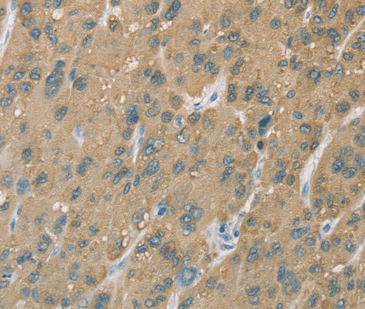Anti-Human CYP2C9 Antibody - ABMIUM