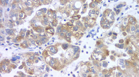 Immunofluorescence analysis of paraffin-embedded rat colon using FSHR Polyclonal Antibody at dilution of 1:400.