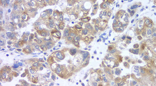 Immunofluorescence analysis of paraffin-embedded rat colon using FSHR Polyclonal Antibody at dilution of 1:400.
