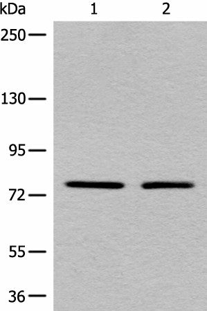 Western blot analysis of A431 and Raji cell lysates using MARK2 Polyclonal Antibody at dilution of 1:550