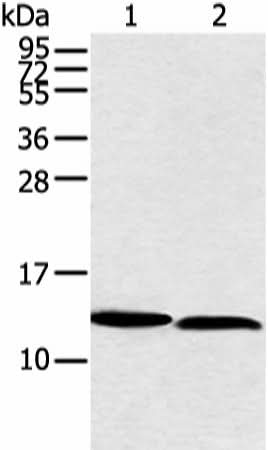 Western blot analysis of PC3 and hela cell using NDUFB3 Polyclonal Antibody at dilution of 1:350