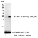 Anti-Human RPS6 Antibody [B295]