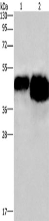 Anti-Chicken OVAL Antibody - ABMIUM
