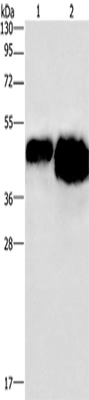 Anti-Chicken OVAL Antibody - ABMIUM