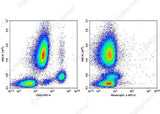 Anti-Human CD33 Antibody [WM53] - ABMIUM