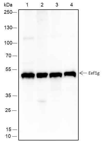 Anti-Human/Rat/Mouse eEF1G Antibody [A209]