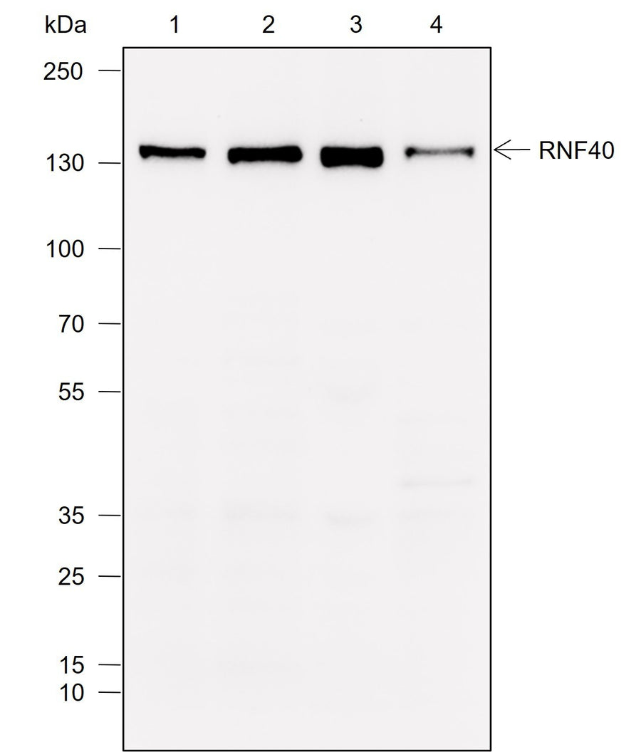 Anti-Human RNF40 Antibody [A775] - ABMIUM