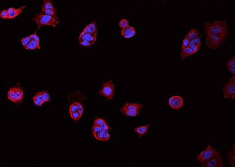 Anti-Human SLC3A2 Antibody [A1071] - ABMIUM