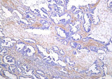 Anti-Human/Mouse/Rat SREBP-1 Antibody [B1165]