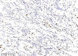 Anti-Human H2AX Antibody [B280]
