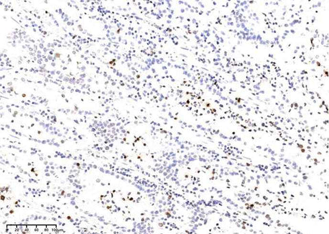 Anti-Human H2AX Antibody [B280] - ABMIUM