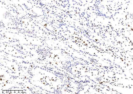 Anti-Human H2AX Antibody [B280] - ABMIUM