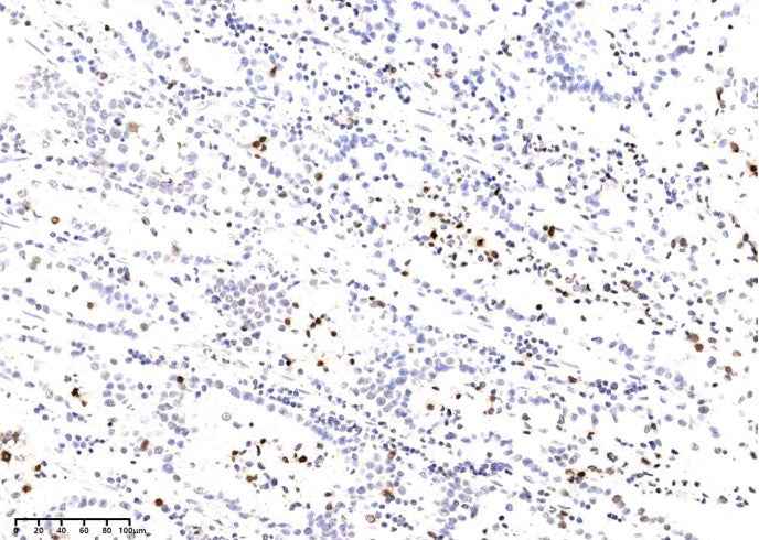 Anti-Human H2AX Antibody [B280]