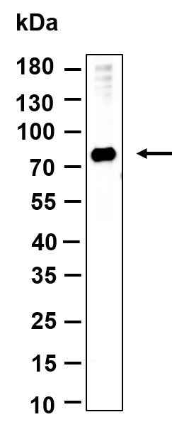 Anti-Human/Mouse/Rat HSPA12A Antibody [B979]