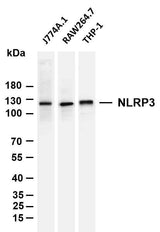 Anti-Human/Mouse/Rat NLRP3 Antibody [B1149]